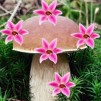 Thumbnail game - Mushroom Forest Adventure